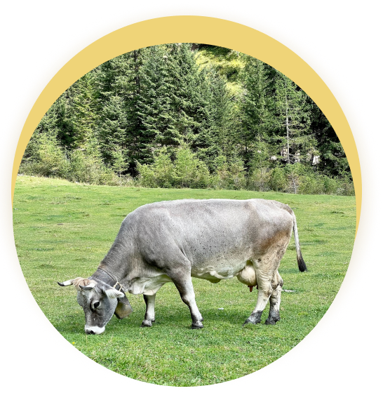 cow